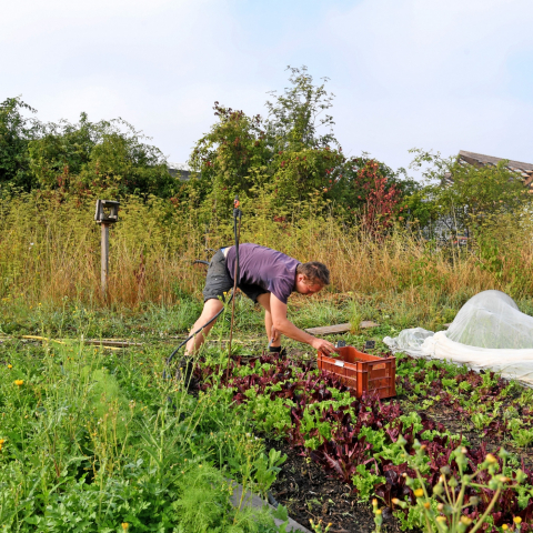 Les 48h de l'agriculture urbaine sont de retour dans la Métropole