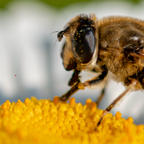 En juin, 8 nouvelles balades gratuites pour découvrir la faune et la flore métropolitaine