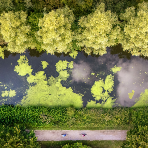 1 million d'arbres