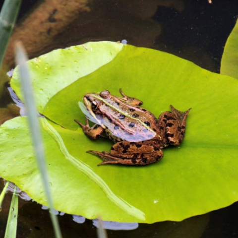 En juillet, 10 nouvelles balades gratuites pour fêter la nature et le début de l’été 