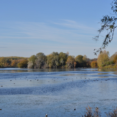 Gestion des boisements autour de la Chaine des Lacs à Villeneuve d’Ascq : coupes de peupliers vieillissants et replantations d’arbres diversifiés