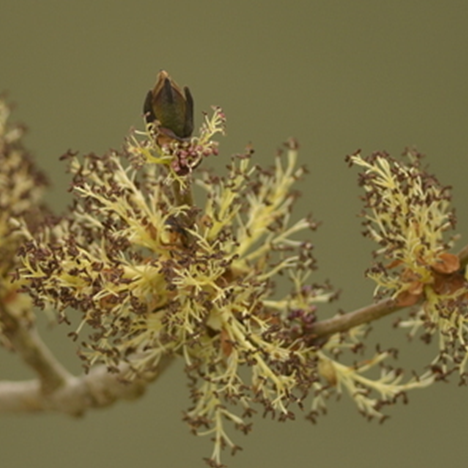 En avril, 16 balades gratuites pour découvrir le réveil de la nature dans les Espaces Naturels de la MEL 