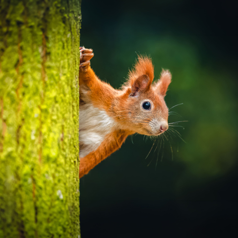 Saison 2026 des Espaces Naturels de la MEL : quand la nature se fait artiste !