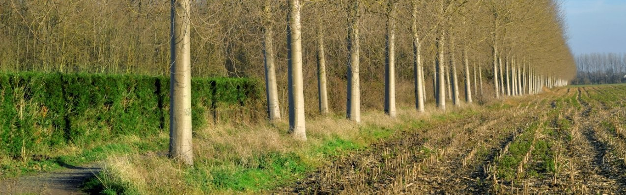 Restaurer les sols, préparer l’avenir