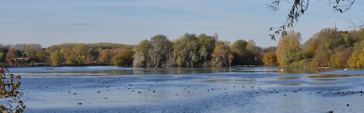 Gestion des boisements autour de la Chaine des Lacs à Villeneuve d’Ascq : coupes de peupliers vieillissants et replantations d’arbres diversifiés