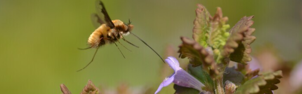 En mai, 12 nouvelles balades gratuites pour célébrer l’arrivée de printemps