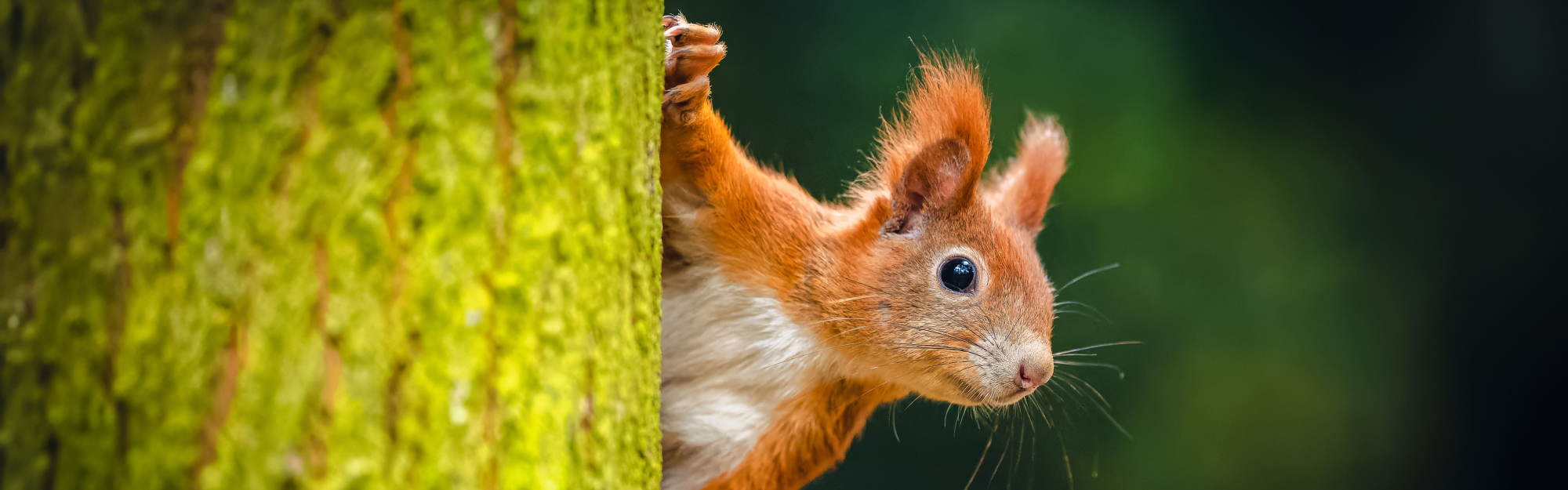 Saison 2026 des Espaces Naturels de la MEL : quand la nature se fait artiste !