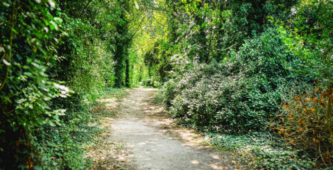 Voie verte Voir verte