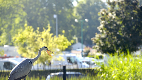 Hérons au parc des géants